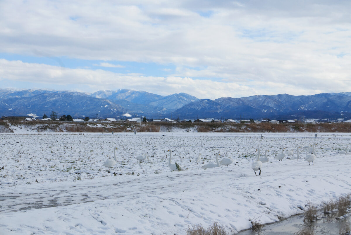 オオハクチョウ
富山県
婦中町
