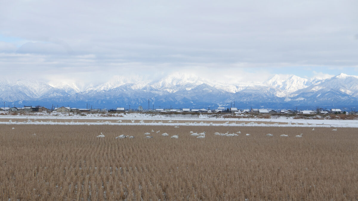 オオハクチョウ
富山県
婦中町