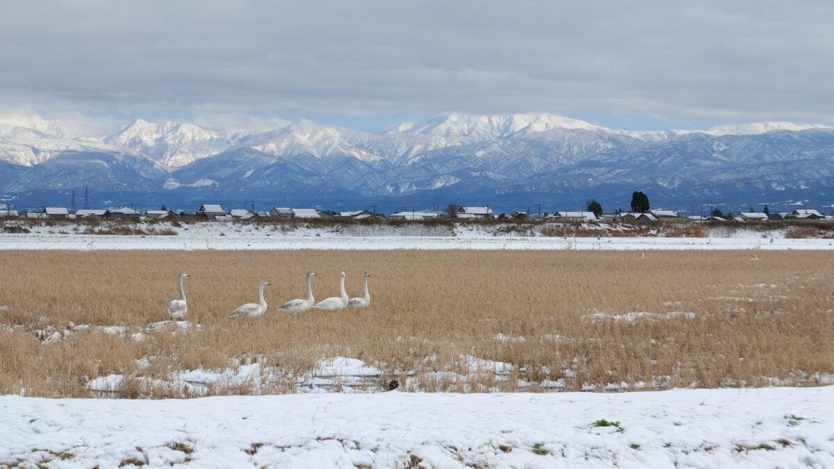 オオハクチョウ
富山県
婦中町