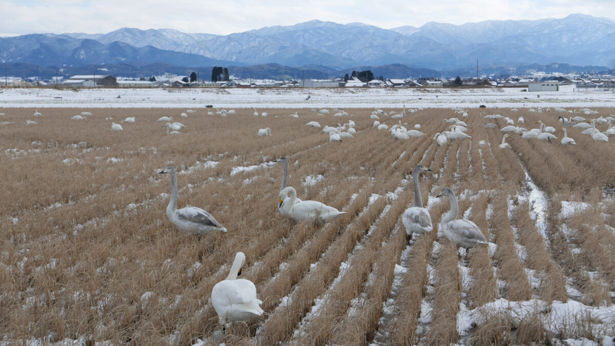 オオハクチョウ
富山県
婦中町