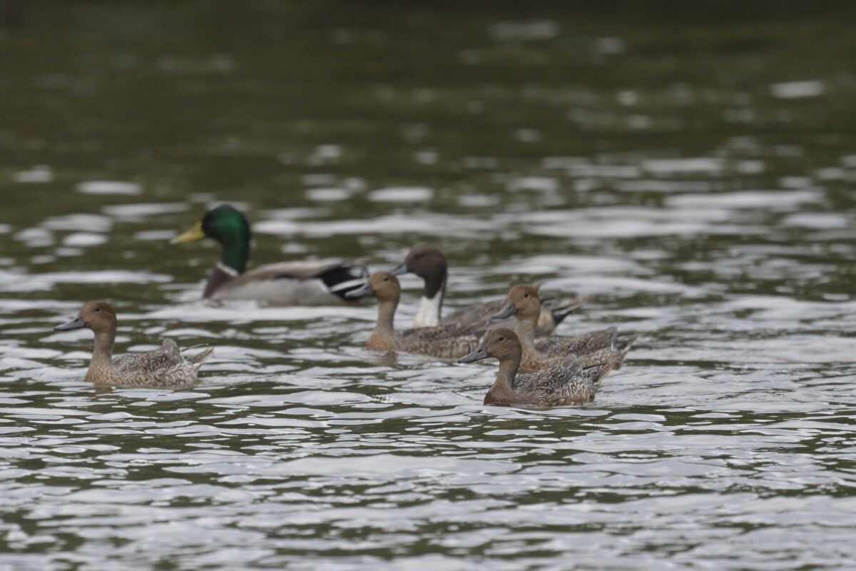 オナガガモ
西表島
オオホラダ
