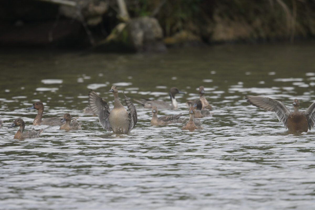 オナガガモ
西表島
オオホラダ