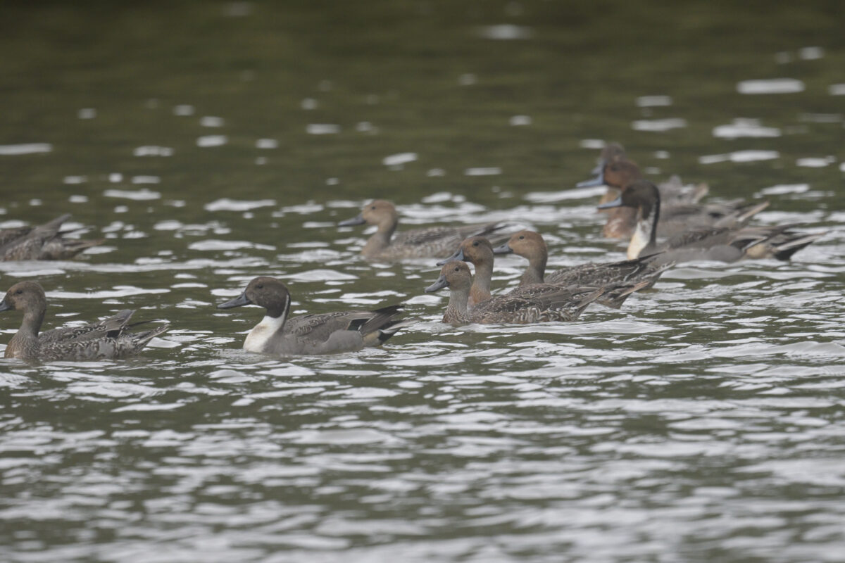 オナガガモ
西表島
オオホラダ