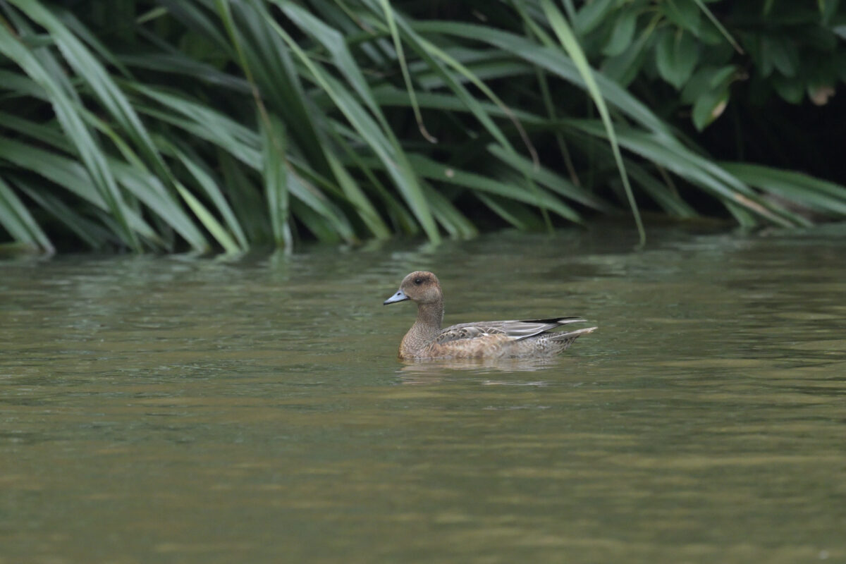ヒドリガモ
オナガガモ
西表島
オオホラダ
