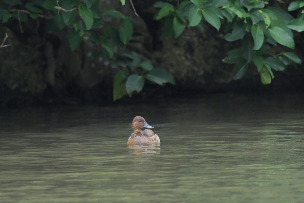 ホシハジロ
メジロガモ
西表島
オオホラダ