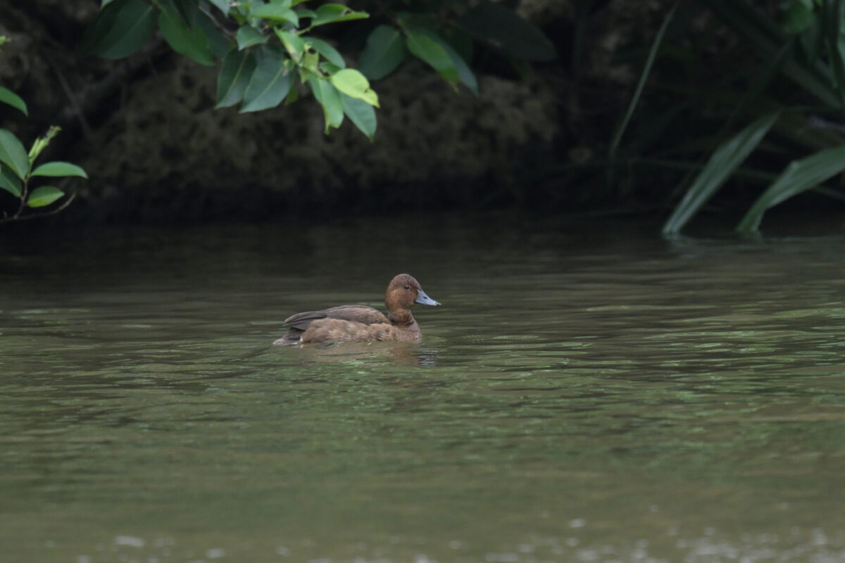 メジロガモ♀
メジロガモ雌
メジロガモ
西表島
オオホラダ