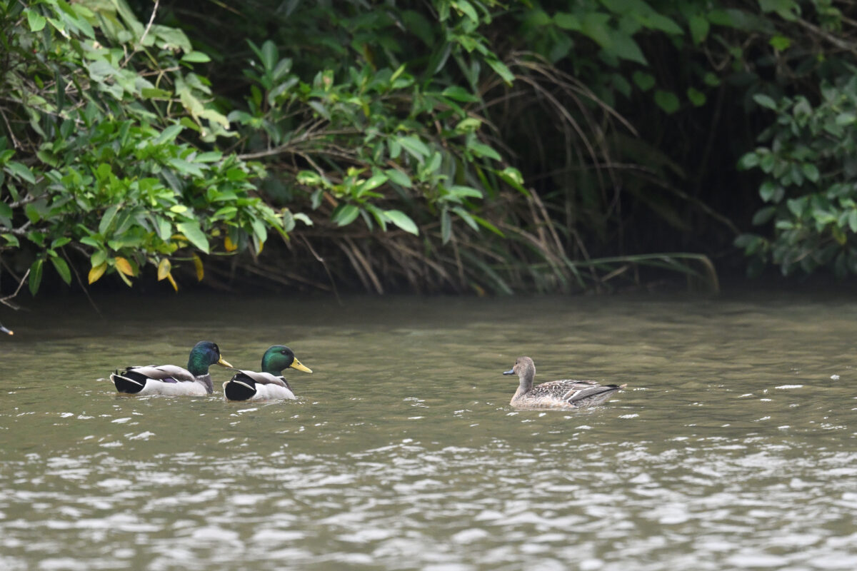 マガモ
西表島
オオホラダ
