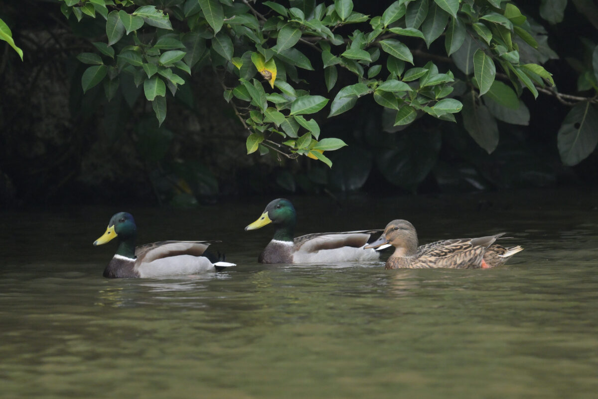 マガモ
西表島
オオホラダ
