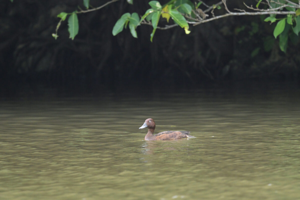 メジロガモ
メジロガモ♂
メジロガモ雄
西表島
オオホラダ