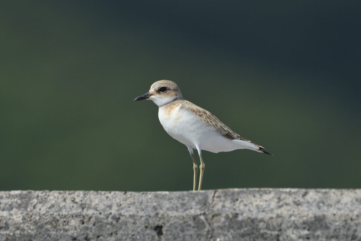 オオメダイチドリ
オオメダイチドリ幼鳥
オオメダイチドリJ
西表島
船浦港