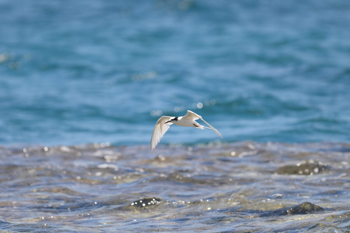 エリグロアジサシ
西表島
鳩間島