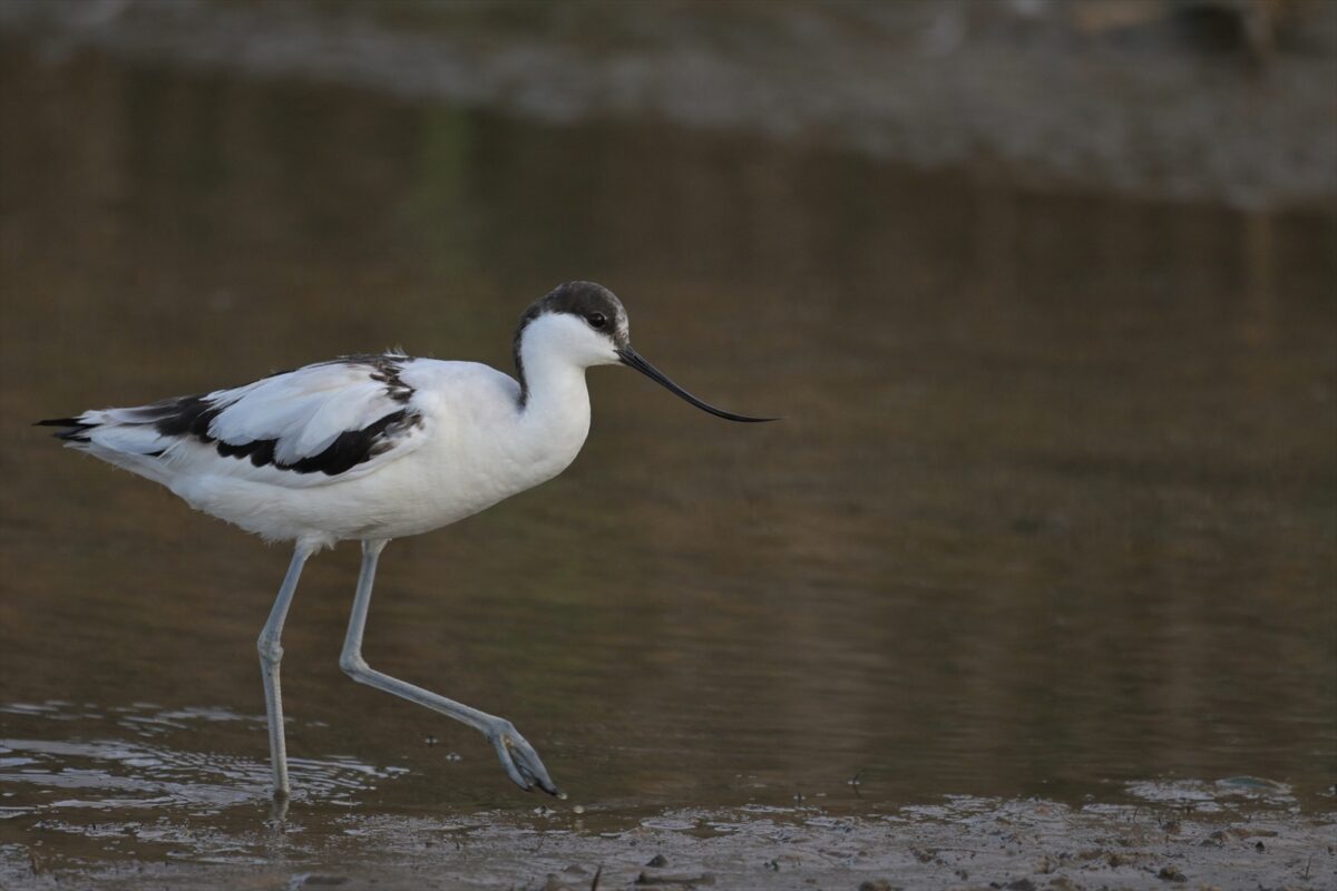 ソリハシセイタカシギ
西表島
製糖工場横の池