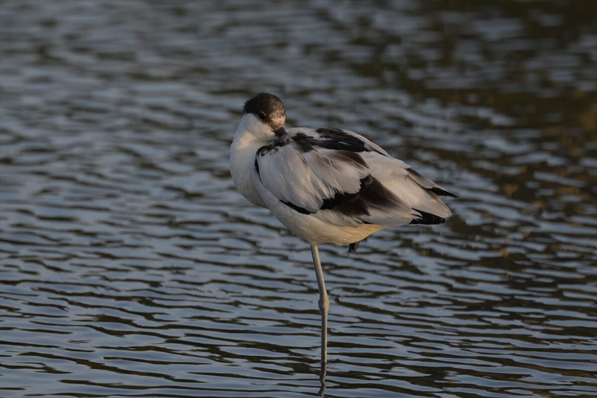 ソリハシセイタカシギ
寝る準備　寝る前
西表島
製糖工場横の池