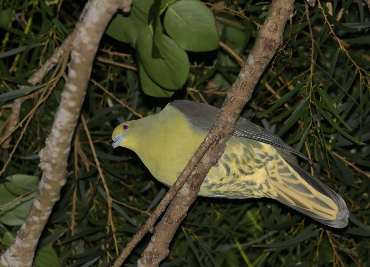 チュウダイズアカアオバト
寝ているチュウダイズアカアオバト
夜のチュウダイズアカアオバト
西表島
リサイクルセンター