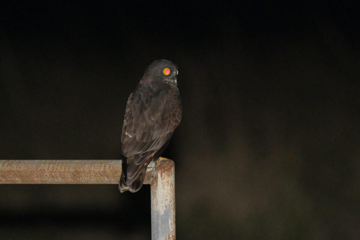 リュウキュウアオバズク
西表島
住吉牧場