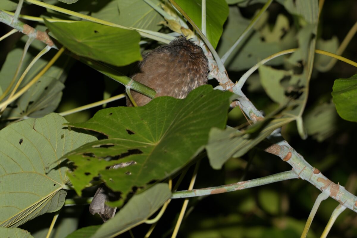 イシガキヒヨドリ
寝ているイシガキヒヨドリ
夜のイシガキヒヨドリ
西表島
リサイクルセンター
