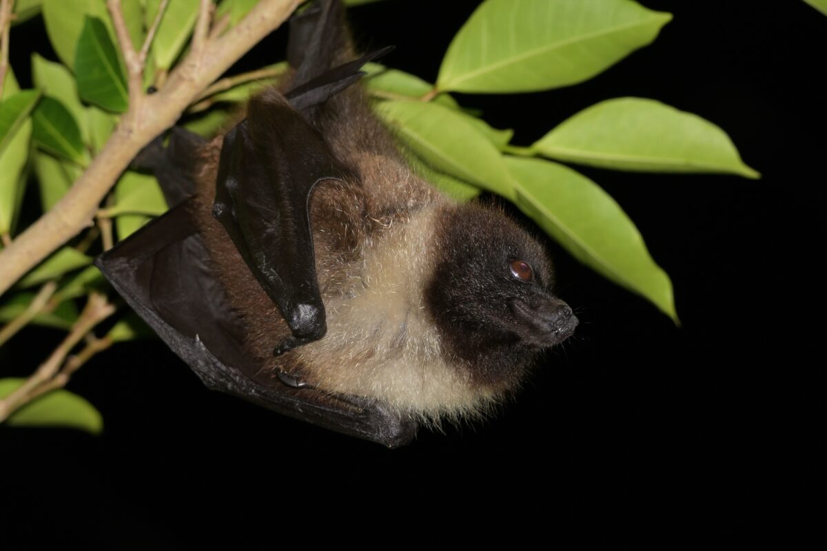 ヤエヤマオオコウモリ
西表島
リサイクルセンター