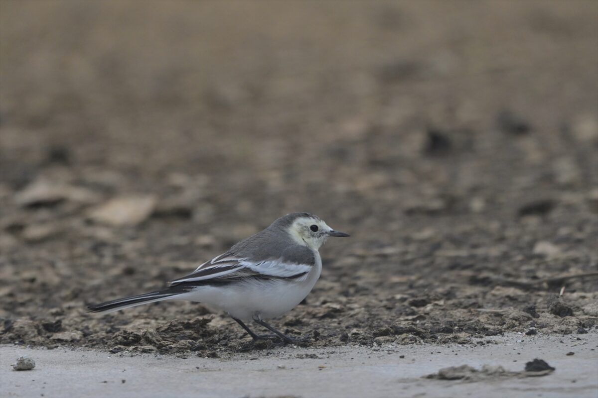 ホオジロハクセキレイ
雌
♀
メス
第1回冬羽
西表島
住吉牧場