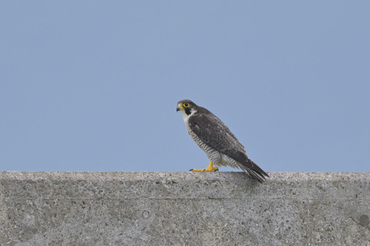 ハヤブサ
シベリアハヤブサ
鳩間島
西表島