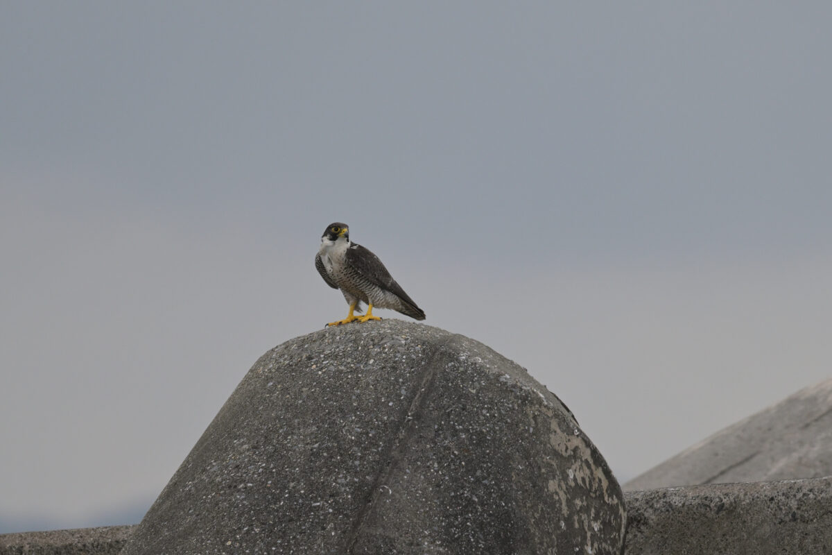 ハヤブサ
シベリアハヤブサ
西表島
鳩間島