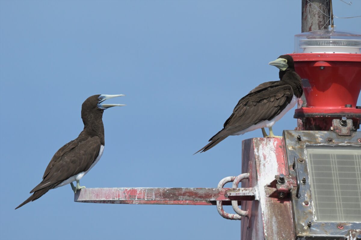 カツオドリ
カツオドリのペア
鳩間島
西表島
