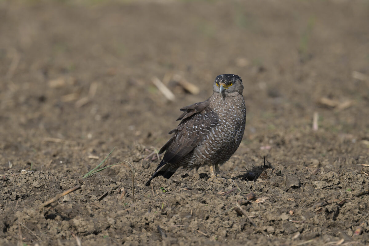カンムリワシ
住吉牧場
西表島