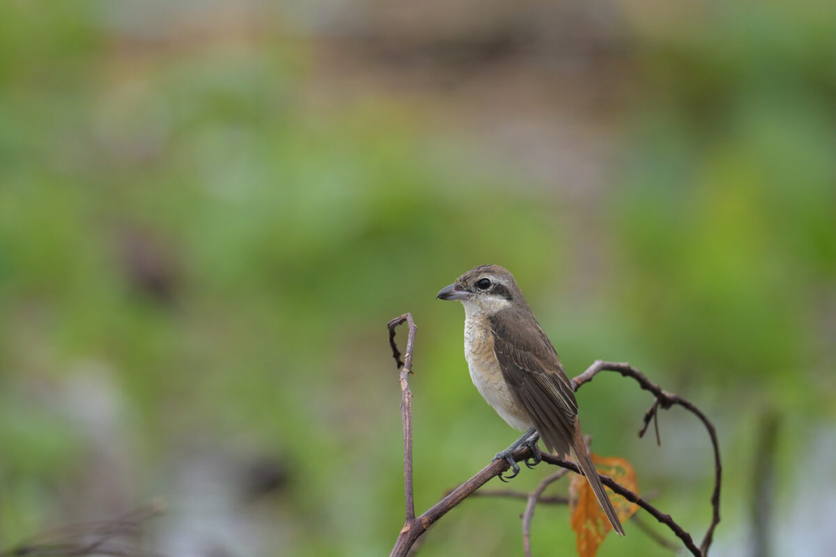 西表島
カラアカモズ
住吉牧場