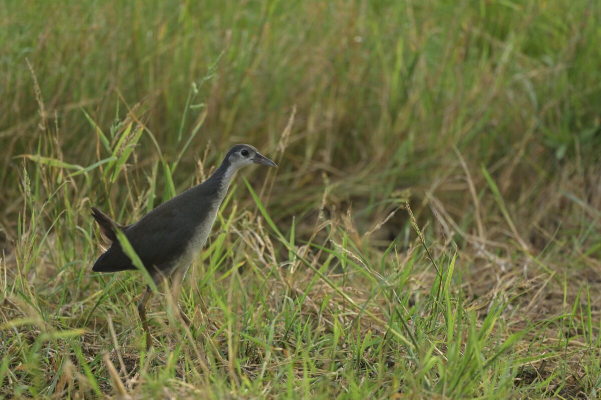 シロハラクイナ
シロハラクイナ若鳥
ミダラの田んぼ
西表島