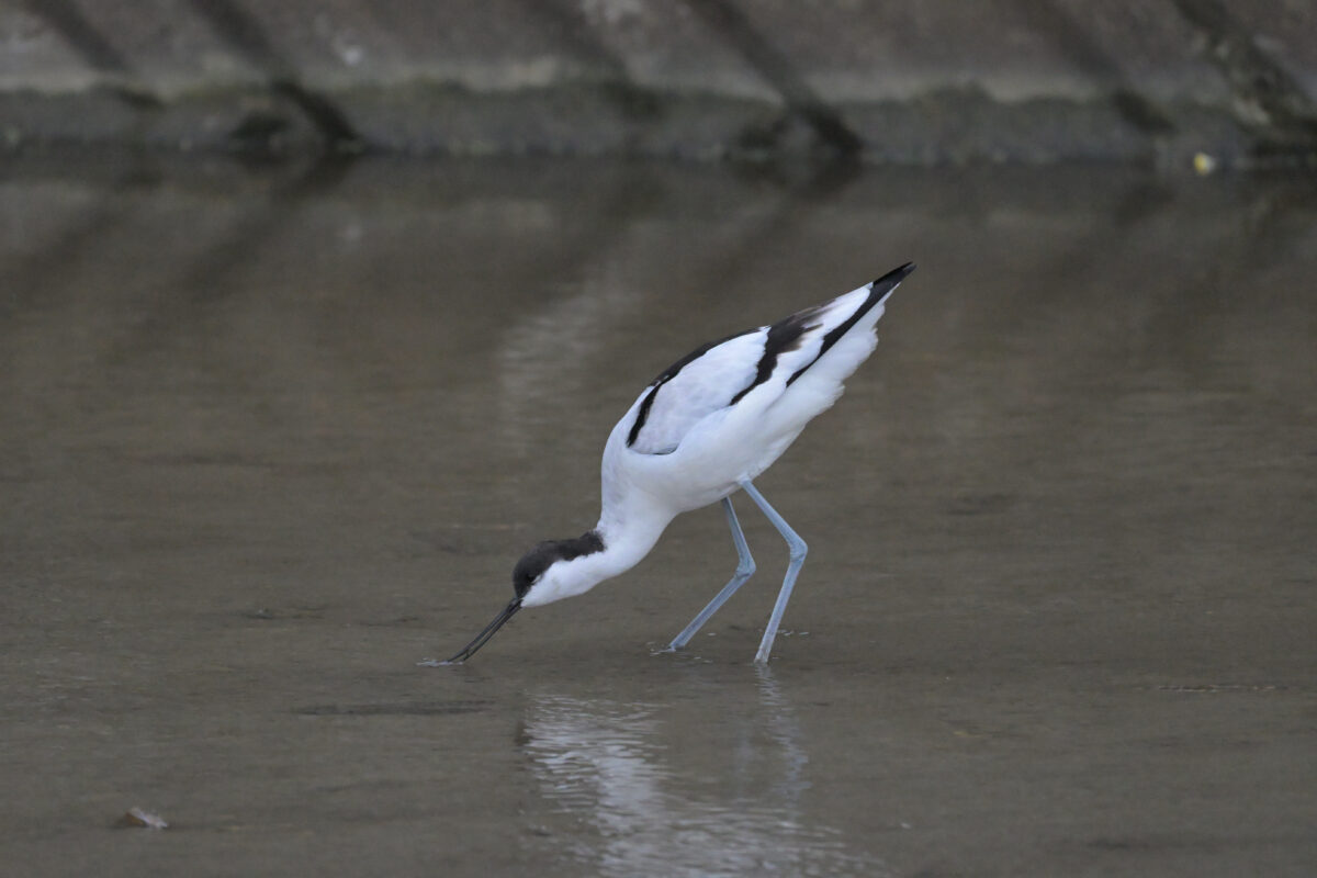 ソリハシセイタカシギ
西表島
美原の田んぼ