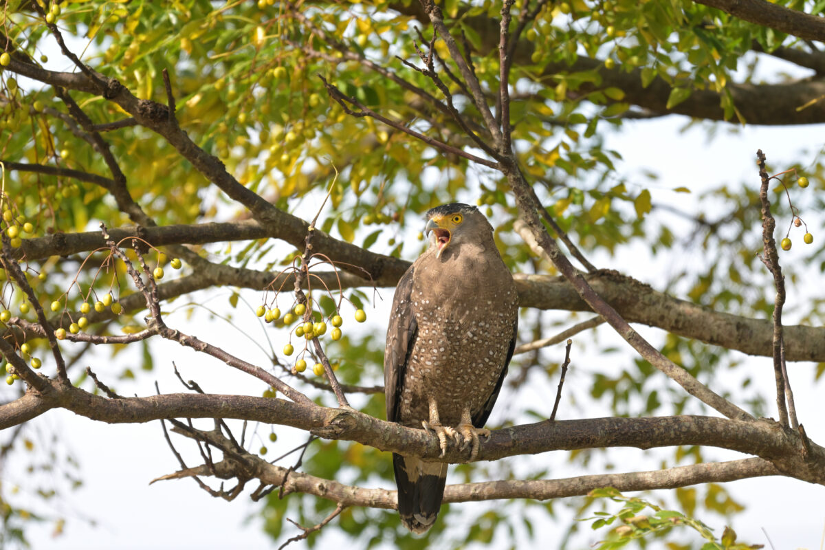 カンムリワシ
西表島
ミダラの田んぼ