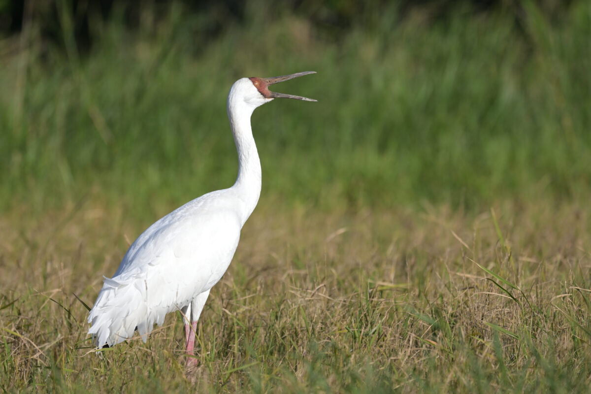 ソデグロヅル
ソデグルヅルのあくび
西表島
ミダラの田んぼ