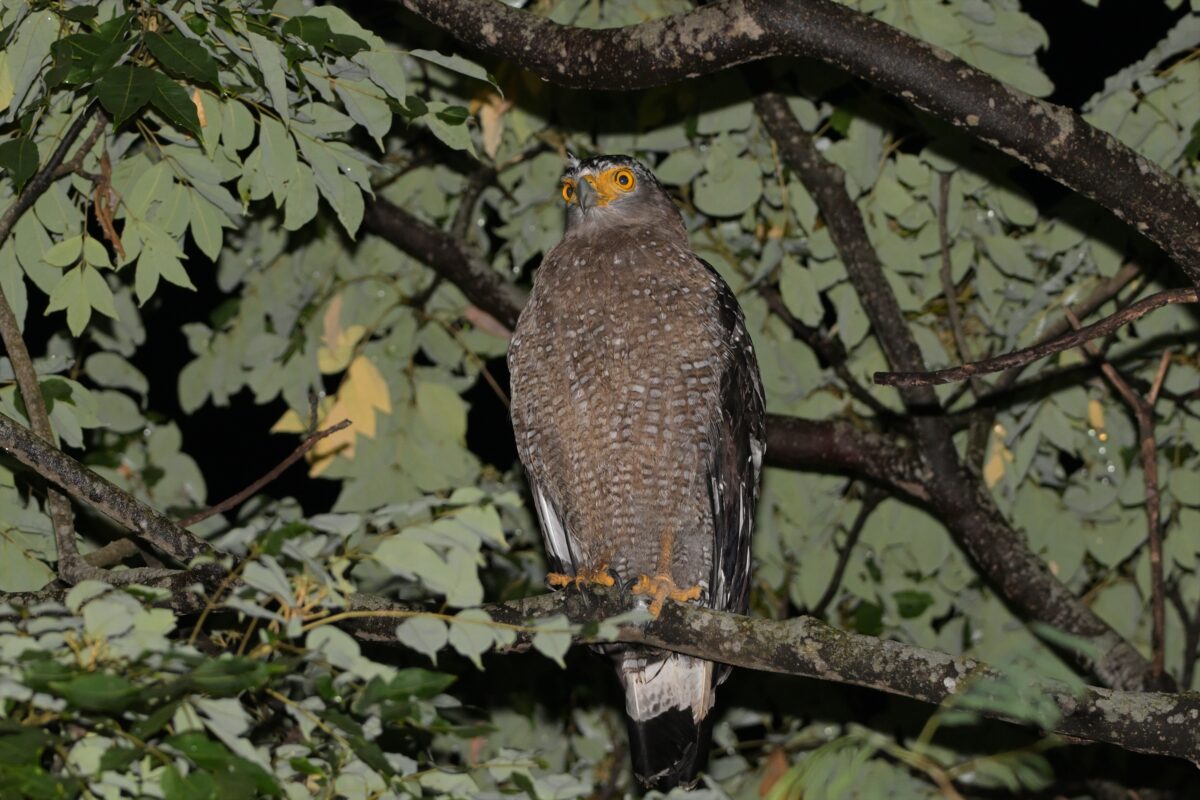 カンムリワシ
寝ているカンムリワシ
夜のカンムリワシ
西表島
リサイクルセンター