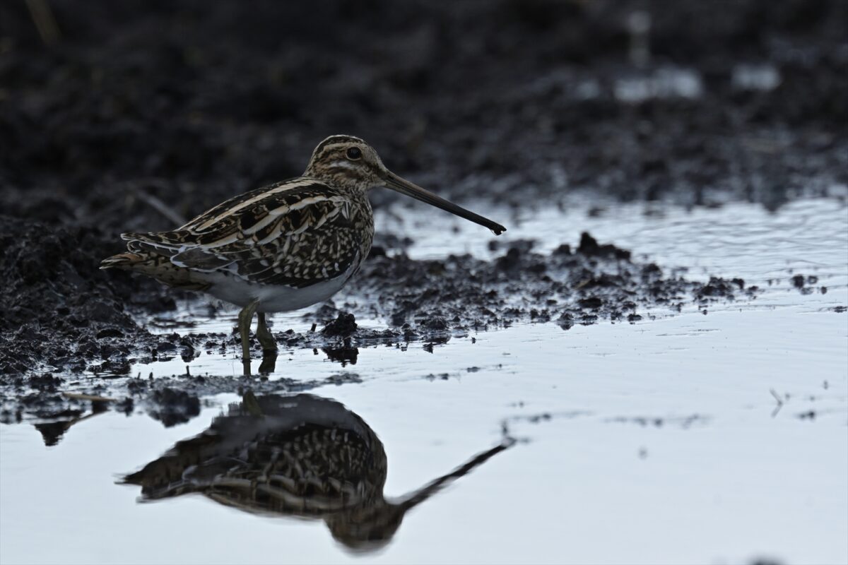 タシギ
西表島
住吉牧場
