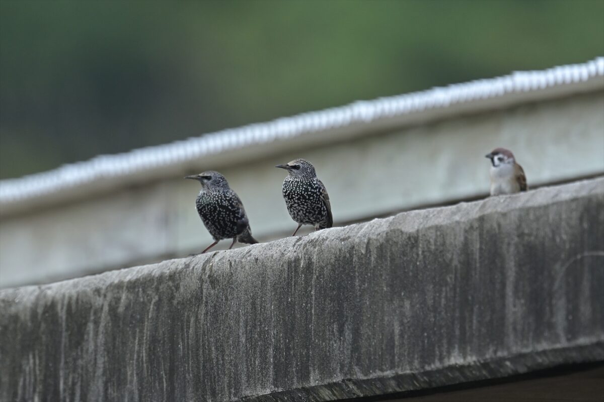 ホシムクドリ
西表島
住吉牧場
