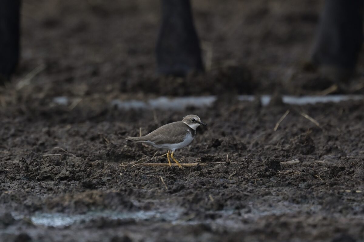 コチドリ
西表島
住吉牧場