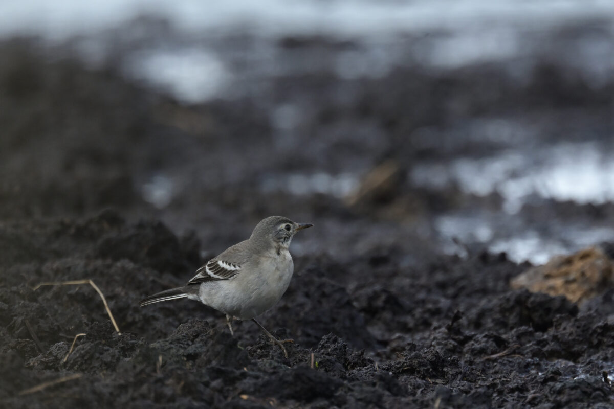 西表島
キガシラセキレイ
住吉牧場