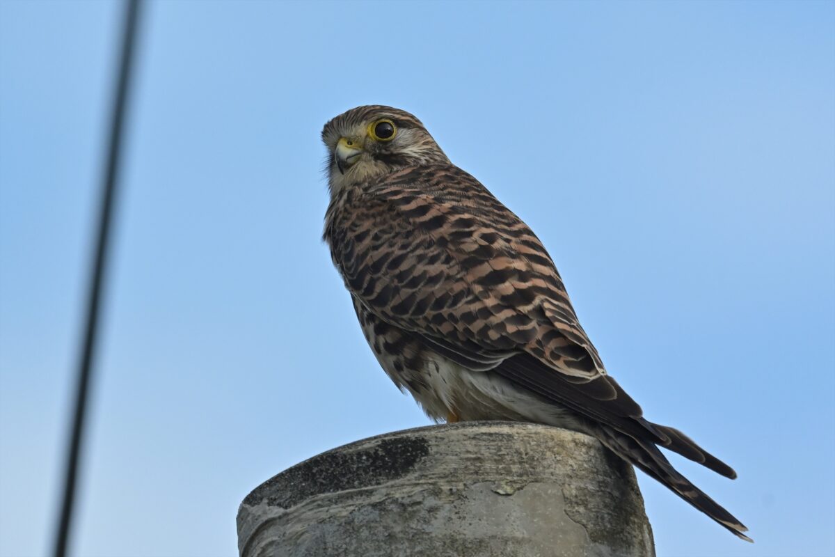 チョウゲンボウ
西表島
住吉牧場
