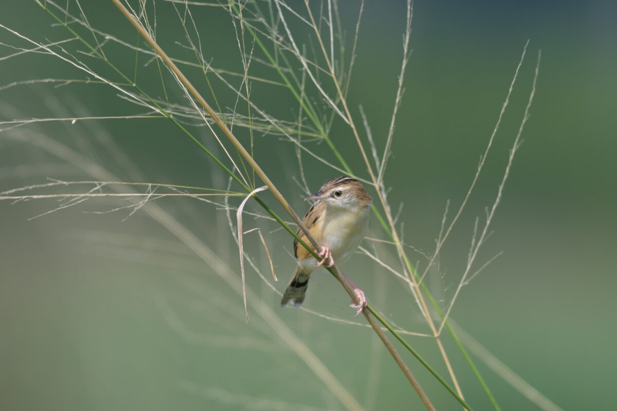 セッカ
西表島
フカンタ