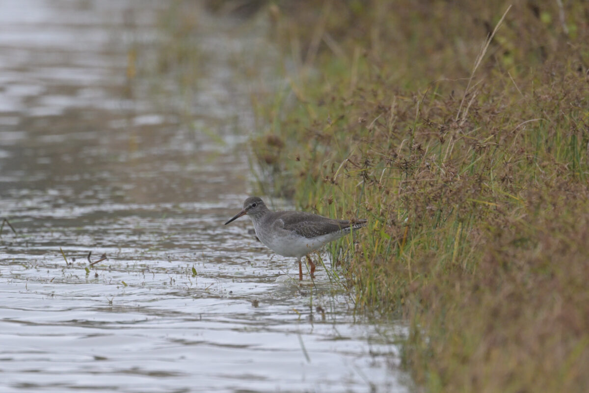 アカアシシギ
西表島
オオホラダ