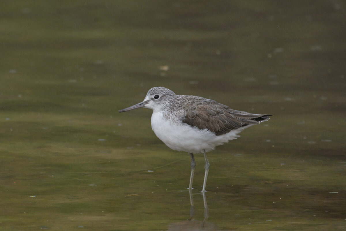 アオアシシギ
西表島
佐久田