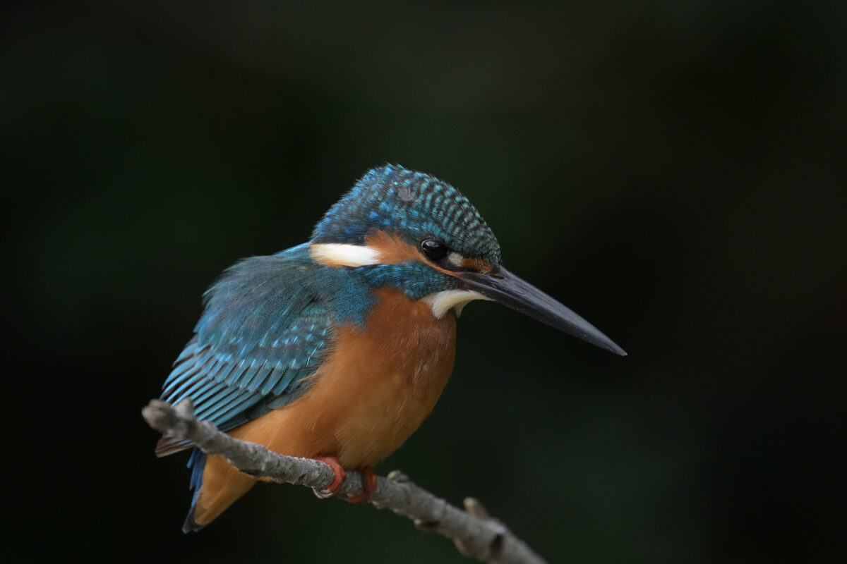 カワセミ
カワセミ♂
西表島
ミダラの田んぼ