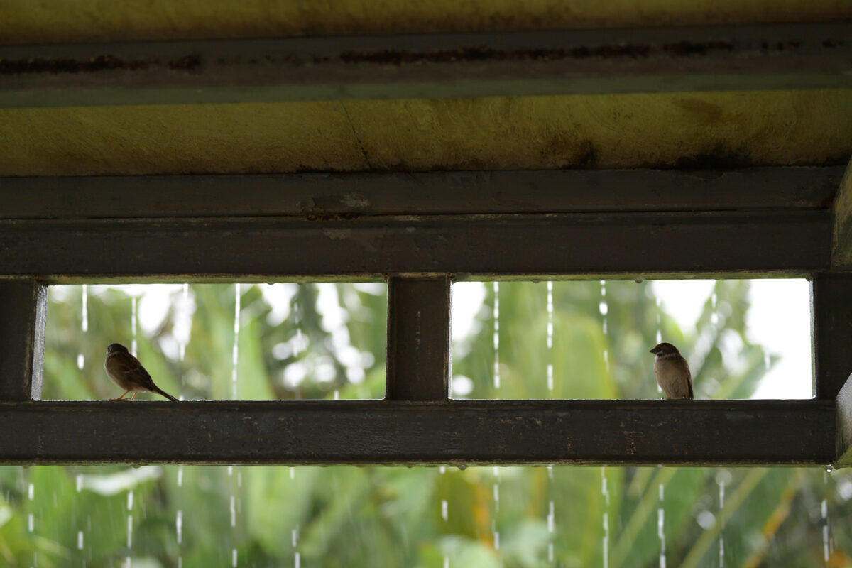 スズメ
西表島
自宅