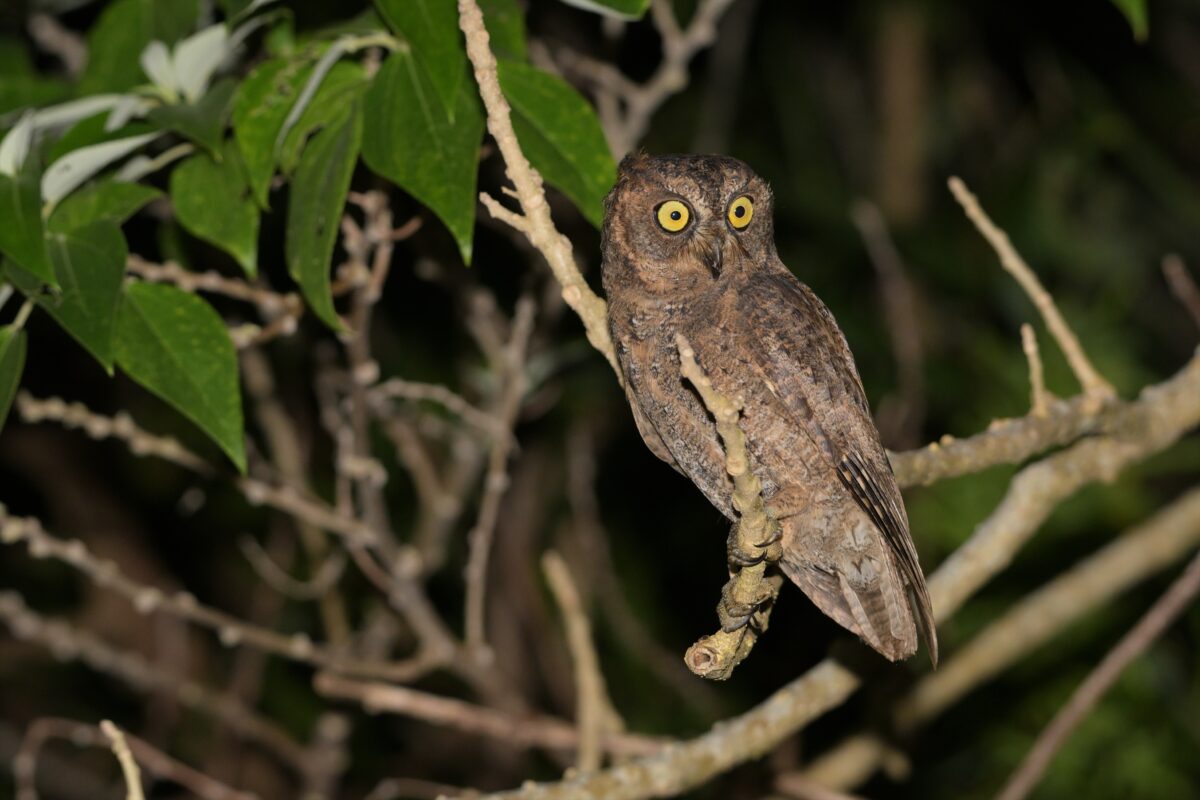 リュウキュウコノハズク
西表島
リサイクルセンター